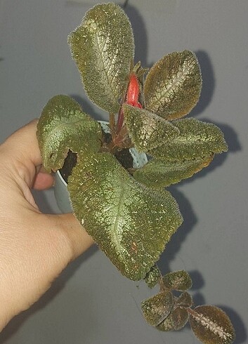 Episcia oldugu gibi gonderilecek