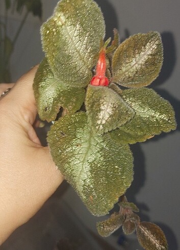 Beden Episcia oldugu gibi gonderilecek