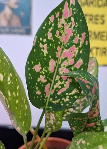  Beden Aglaonema pink leopard 