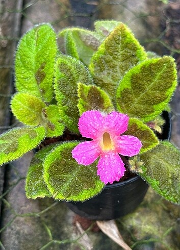 Episcia Emerald Siam