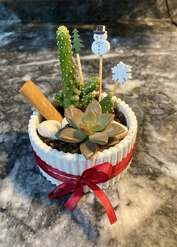 Beyaz Süslemeli Mini Sukulent Saksısı - Görsel 3