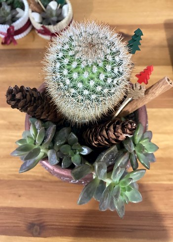 Ahşap Ayaklı Kahverengi Saksı - Görsel 3