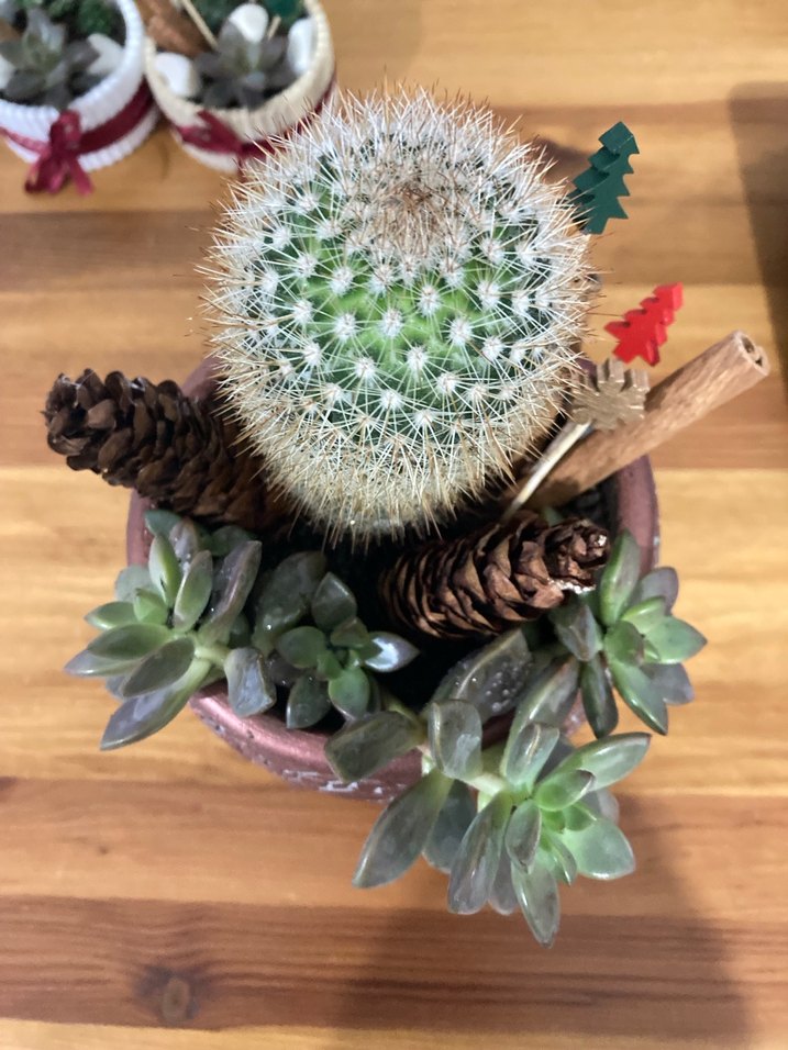 Ahşap Ayaklı Kahverengi Saksı - Görsel 3