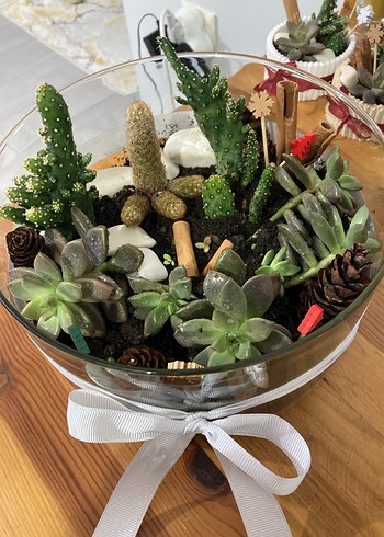 Beyaz Kurdeleli Cam Saksıda Sukulentler - Görsel 2