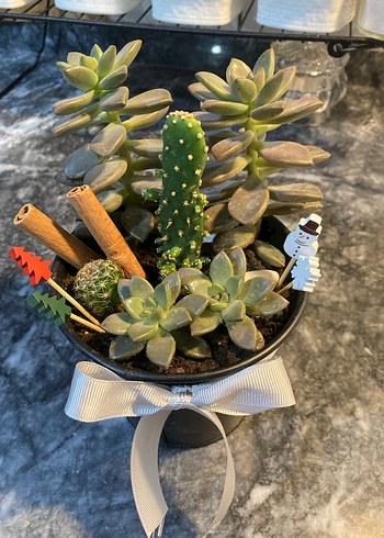 Beyaz Kurdeleli Siyah Saksıda Sukulent Aranjmanı - Görsel 2