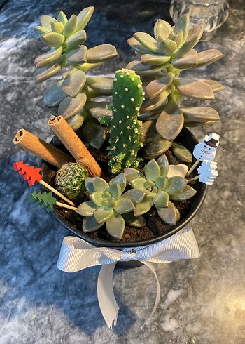 Beyaz Kurdeleli Siyah Saksıda Sukulent Aranjmanı - Görsel 3