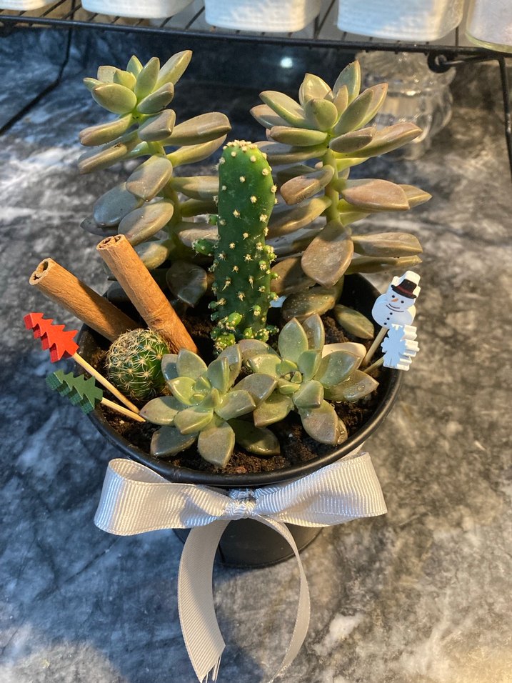 Beyaz Kurdeleli Siyah Saksıda Sukulent Aranjmanı - Görsel 2