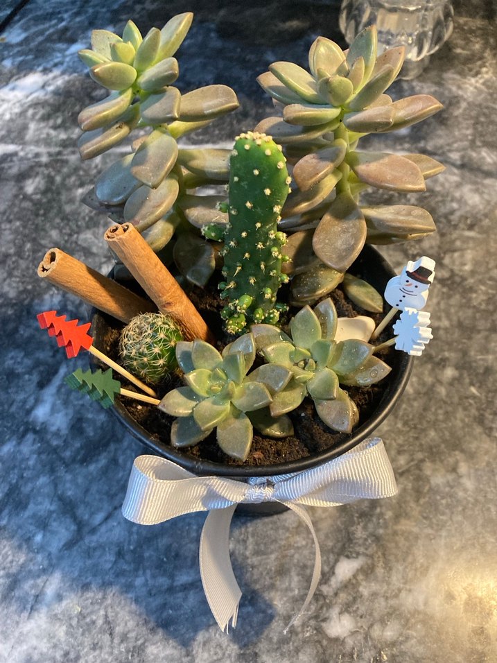 Beyaz Kurdeleli Siyah Saksıda Sukulent Aranjmanı - Görsel 3