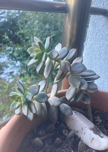 Pastel Yeşil Sukulent Saksı Bitkisi - Görsel 2