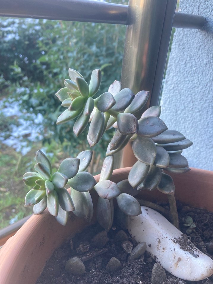 Pastel Yeşil Sukulent Saksı Bitkisi - Görsel 2