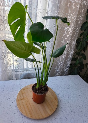 Beden Monstera (Çift kök)65-70 cm boy
