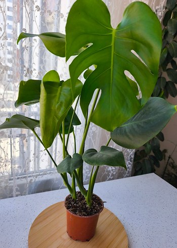 Çiçek Monstera (Çift kök)65-70 cm boy