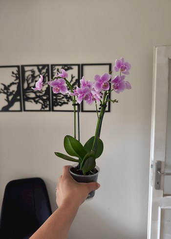 Diğer özel ilan 2li set