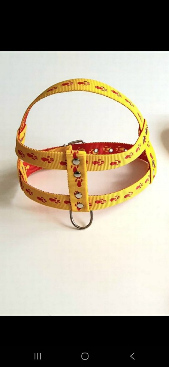 Köpek Göğüslük orta ırk - Görsel 2