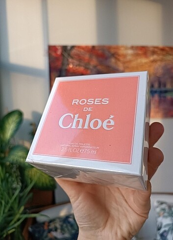 CHLOE SİGNATURE ROSES
