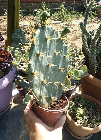 Diğer Opuntia dillenii 
