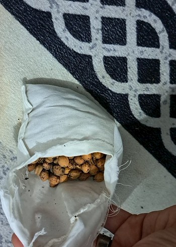 kiraz çekirdeği gaz kemeri - Görsel 5