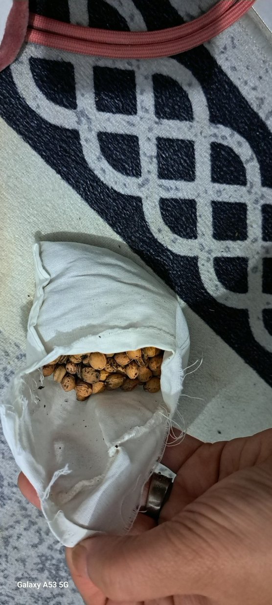 kiraz çekirdeği gaz kemeri - Görsel 5