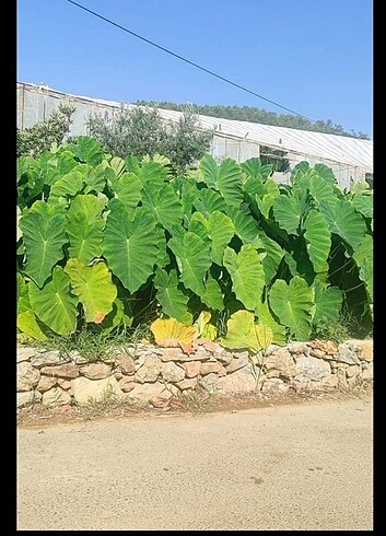 Diğer Gölevez