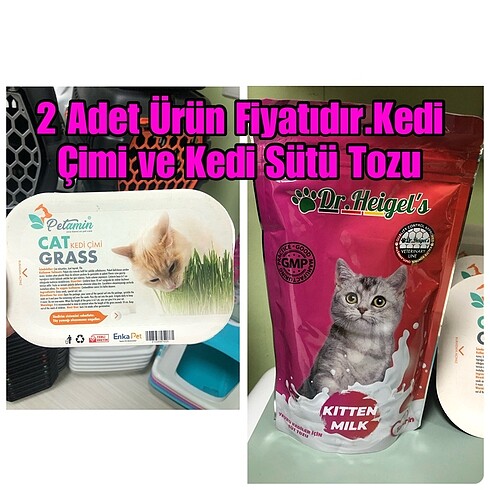 Yetişkin veya yavru kedi çimi ve Yavru Kedi Sütü Tozu