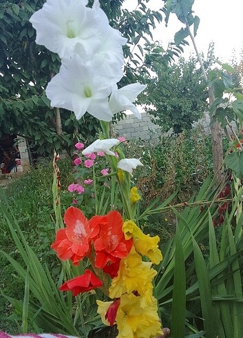 Glayol çiçeği 