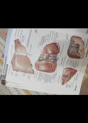  Netter anatomi atlası 