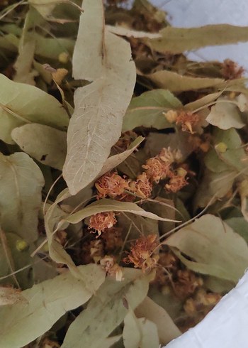 Kurutulmuş Ihlamur Yaprakları ve Çiçekleri