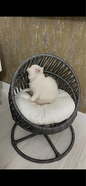 Kedi yatağı