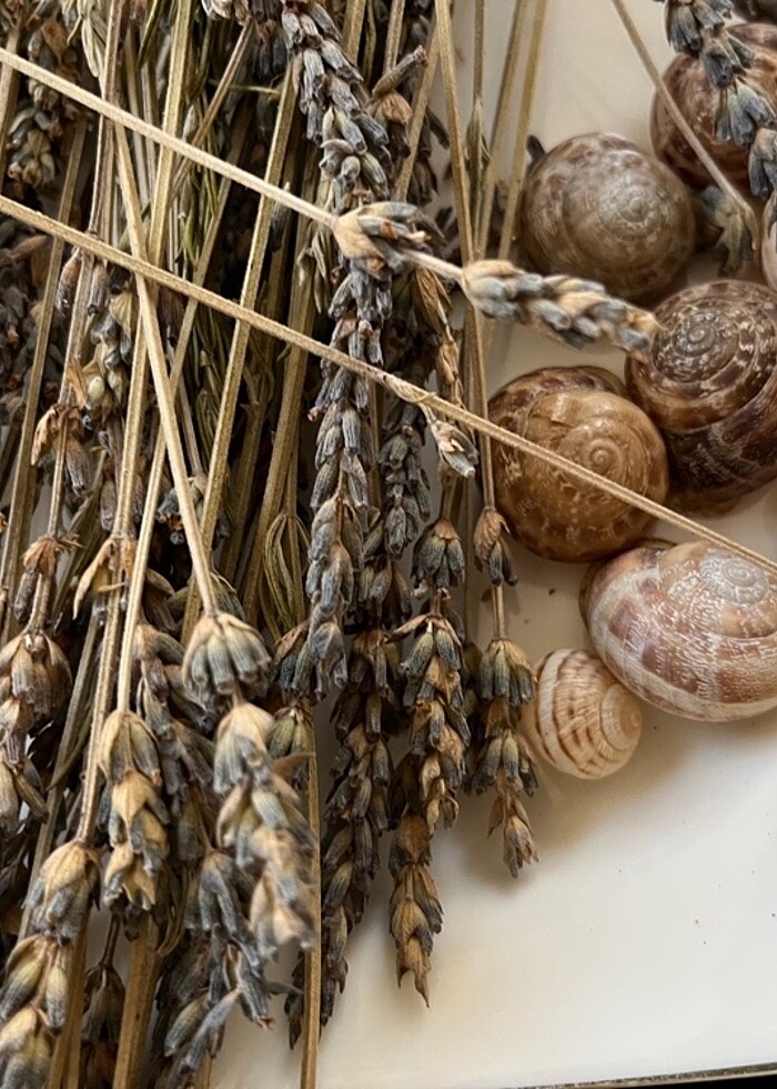 Gökçeada dan Lavanta yağlarımız hazırlanıyor - Görsel 2