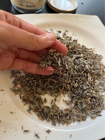 GÖKÇEADA Lavanta yağımız hazırlanıyor - Görsel 5