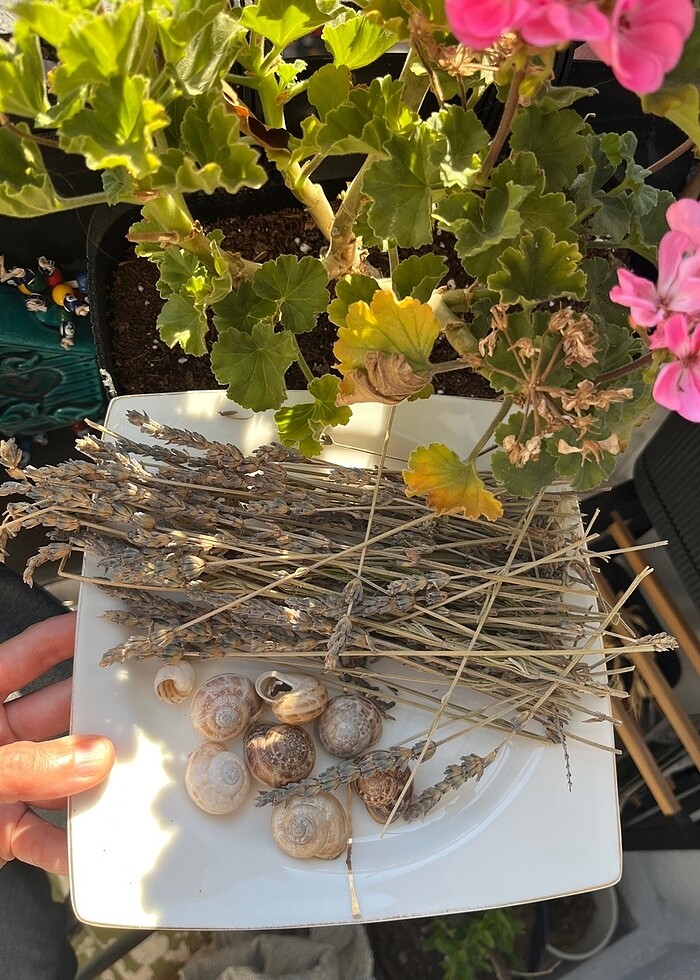 GÖKÇEADA Lavanta yağımız hazırlanıyor - Görsel 2