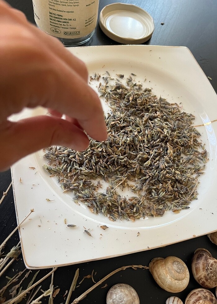 GÖKÇEADA Lavanta yağımız hazırlanıyor - Görsel 4