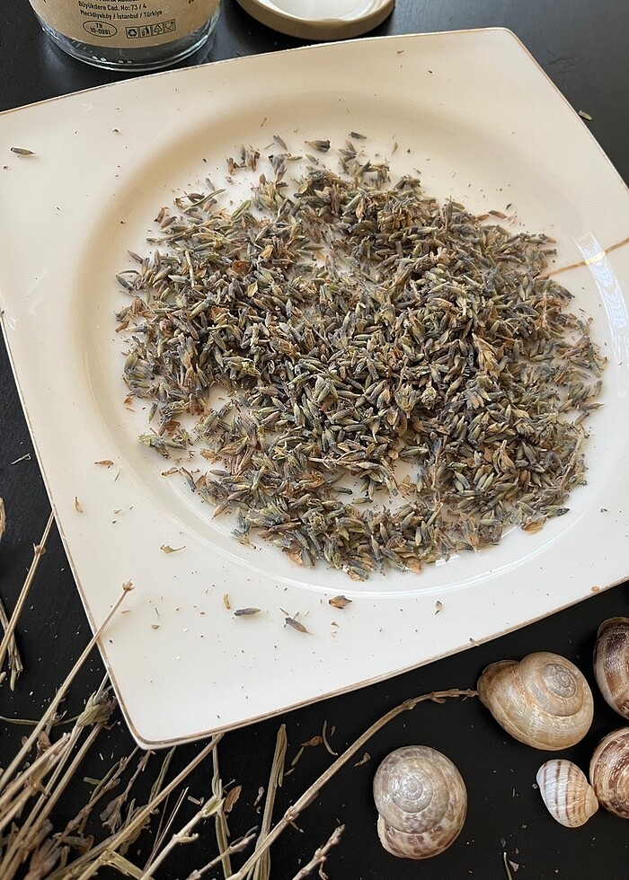 GÖKÇEADA Lavanta yağımız hazırlanıyor - Görsel 3