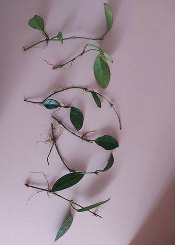 Beden HOYA (MUM) ÇİÇEĞİ 7 Adet