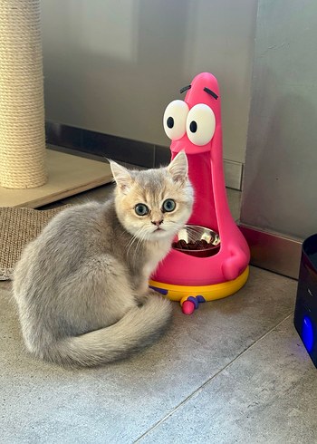 SüngerBob Mama Ve Su Kabı