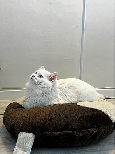  Kedi yatağı