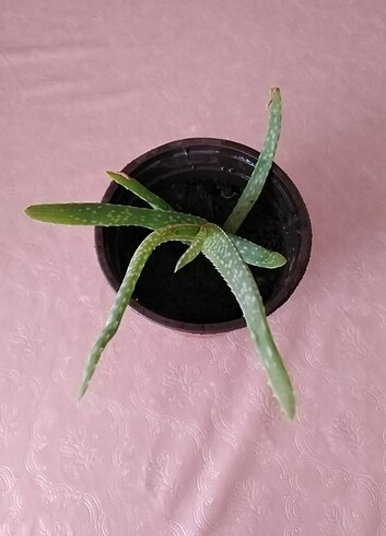 Aloevera