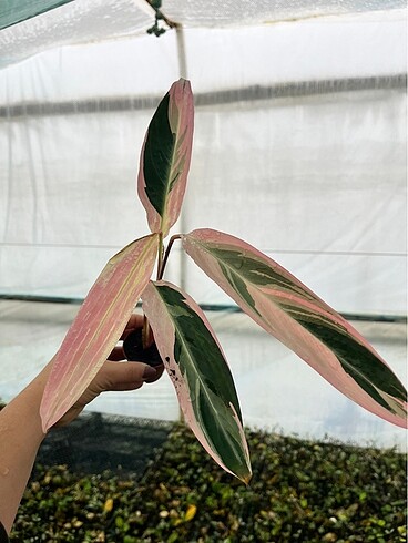 Calathea triostar