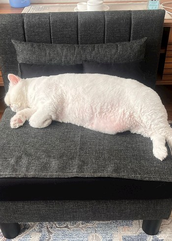Beden Beyaz Yumuşak Kedi Yatağı