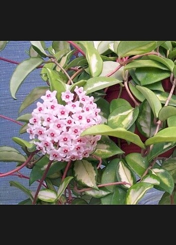 Hoya carnoso tricolor