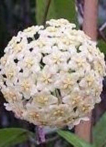 Hoya india iml 1598