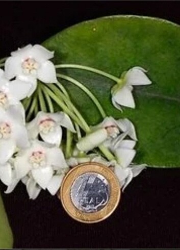  Hoya Albiflora