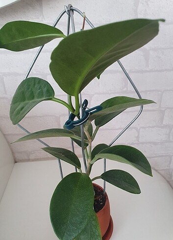  Beden beyaz Renk Hoya Albiflora