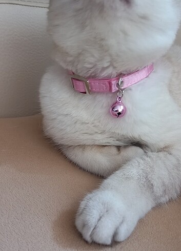 Kedi tasması 
