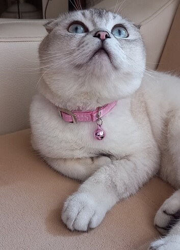  Beden Kedi tasması 