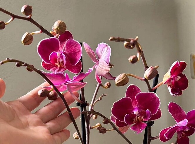 Diğer Multi Flora Özel Tür(4)