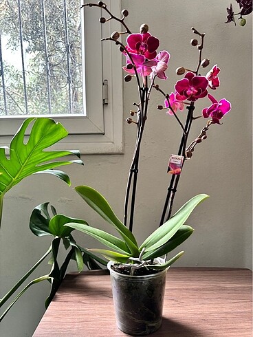 Multi Flora Özel Tür(4)