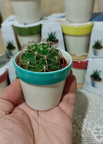 porselen 2 li mini saksı kaktüs sukulent