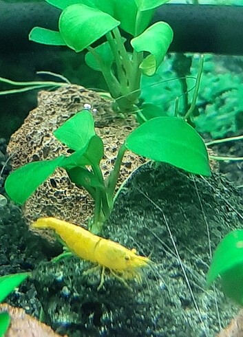 akvaryum anubias petite