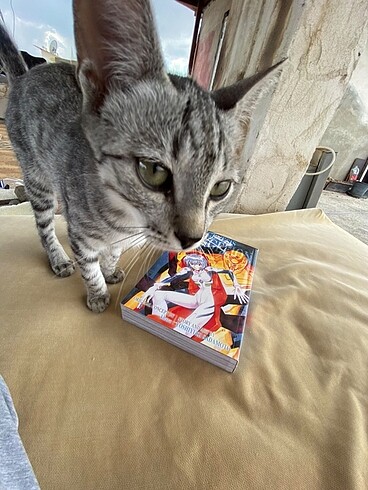 evangelion manga+psikolojisi bozuk kedi